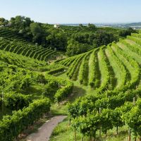 Avinuto Tuscany wine tour guide